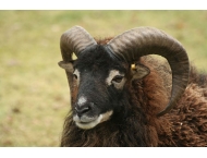 Le mouton et le bouc... ou satire d'un moutonisme exacerbé