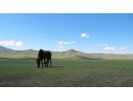 Mongolie, le phoenix renaît de ses cendres