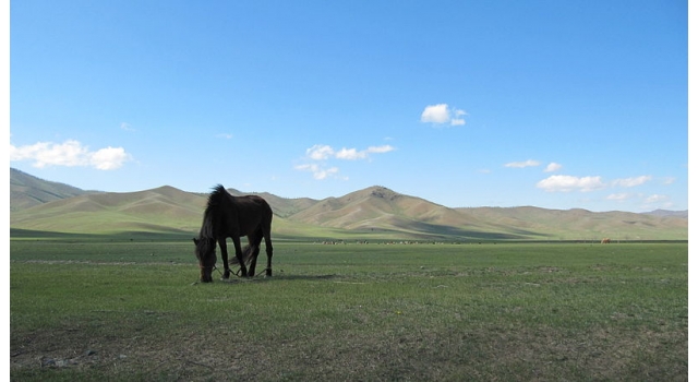 Mongolie, le phoenix renaît de ses cendres