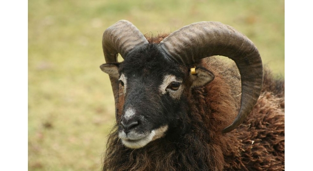 Le mouton et le bouc... ou satire d'un moutonisme exacerbé